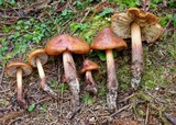 Phaeocollybia kauffmanii image