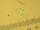 Cystodermella cinnabarina image