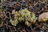 Ramaria apiculata image