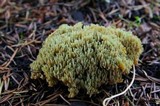 Ramaria apiculata image