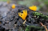 Calocera viscosa image