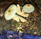 Parasola auricoma image