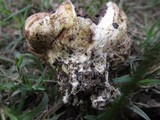 Scleroderma reae image