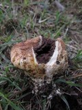 Scleroderma reae image