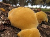 Phellinus gilvus image