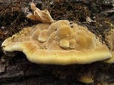 Phellinus gilvus image