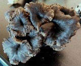 Cantharellus cinereus image