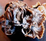 Cantharellus cinereus image