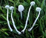 Conocybe romagnesii image