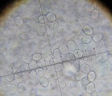 Conocybe romagnesii image