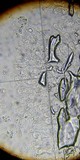 Conocybe romagnesii image