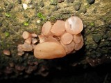 Neobulgaria pura var. pura image
