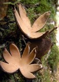 Chorioactis geaster image