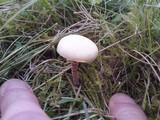 Cystoderma amianthinum image