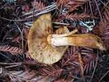 Gymnopilus ventricosus image