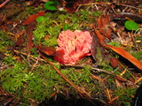 Ramaria araiospora image
