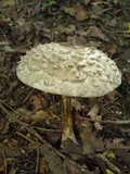 Chlorophyllum olivieri image