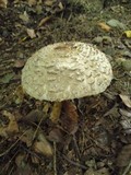 Chlorophyllum olivieri image
