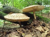 Chlorophyllum olivieri image