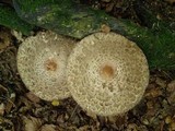 Chlorophyllum olivieri image