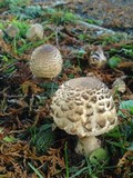 Chlorophyllum rachodes image