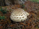 Chlorophyllum rachodes image