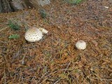 Chlorophyllum rachodes image