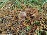 Chlorophyllum rachodes image