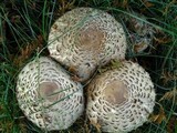 Chlorophyllum rachodes image