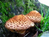 Pholiota squarrosa image
