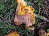 Cantharellus formosus image