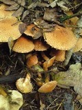 Pholiota squarrosa image