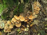 Pholiota squarrosa image