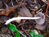 Psathyrella corrugis image