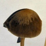 Psathyrella corrugis image