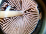 Psathyrella corrugis image