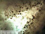 Psathyrella corrugis image