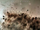 Psathyrella corrugis image