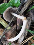 Psathyrella corrugis image