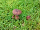 Tricholomopsis rutilans image