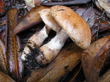 Cortinarius laniger image