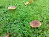 Tricholomopsis rutilans image