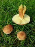 Tricholomopsis rutilans image
