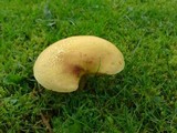 Tricholomopsis rutilans image