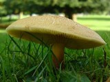 Tricholomopsis rutilans image