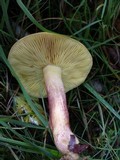 Tricholomopsis rutilans image