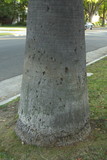 Amandinea punctata image