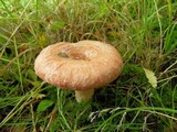 Lactarius torminosus image