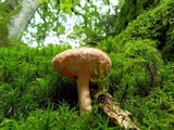 Lactarius torminosus image