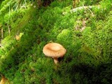 Lactarius torminosus image